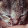 Пользователей соцсетей ошарашил ролик о спасении крошечного котенка (видео)