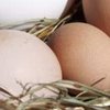 В ОАЭ вырос спрос на яйца из Украины 