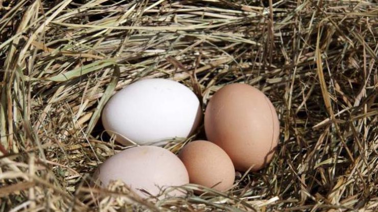 В ОАЭ повысился спрос на яйца из Украины (фото: berdichev.all.biz) 