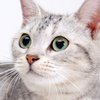 Кошка-спасатель умилила сеть (видео)
