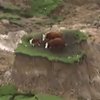 Землетрясение в Новой Зеландии: чудом спаслись три коровы (видео)