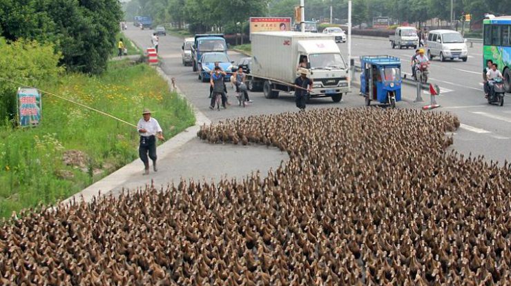 В Китае тысячи уток создали на дороге пробку (фото: rus77-79.livejournal.com)