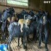 У Китаї мавпеня прибилося до стада кіз