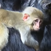 В Китае стадо коз приютило обезьянку (видео)
