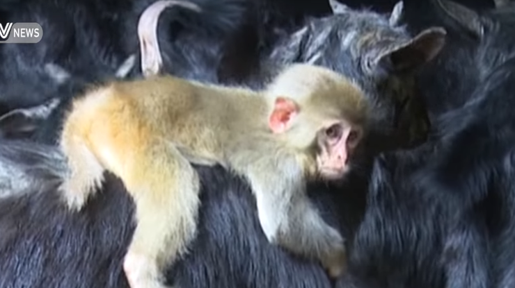 В Китае стадо коз приютило обезьянку. Фото: кадр из видео