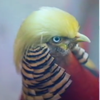 У Китаї фазан став двійником Дональда Трампа