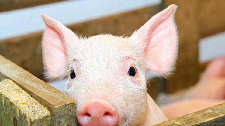 В Китае фермер заставляет свиней прыгать с вышки (фото: good-tips.pro)