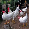 Украина запретила ввоз курятины из Венгрии, Австрии и Болгарии из-за птичьего гриппа 