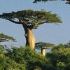 В Африке обнаружили дерево-рекордсмен (фото) 