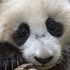 В Вашингтоне маленький детеныш панды перенес операцию