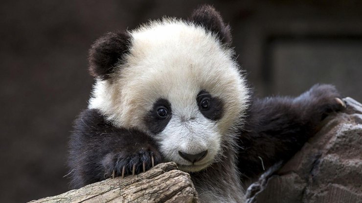 В Вашингтоне маленький детеныш панды перенес операцию