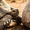 Черепахи во время спаривания: фотограф сделал уникальные кадры (фото) 