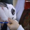 В Києві люди з вадами зору змогли на дотик відчути тварин
