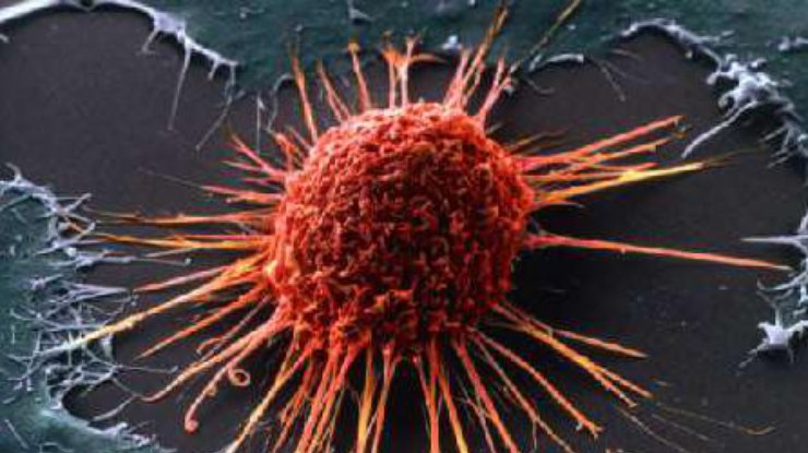 У злокачественных клеток часто возникает устойчивость к противоопухолевым препаратам