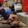 Пользователей соцсетей растрогал ролик о пожарном, который спас собаку (видео)