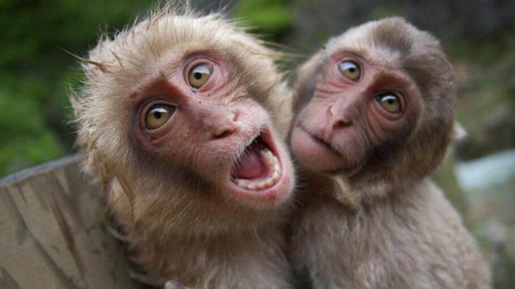 По словам ученых, обезьяны могут говорить