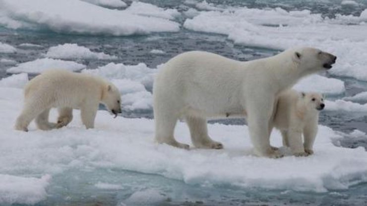 В Арктике зафиксировано рекордное потепление 