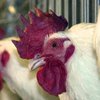 Украина установила рекорд по экспорту мяса птицы