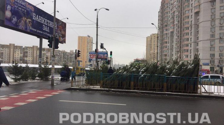 Цены на живые елки в Киеве