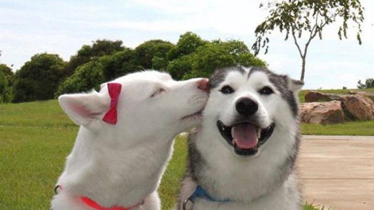 Счастливые собаки с самыми заразительными улыбками (фото: Vk)