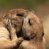 Животные показали людям, как нужно целоваться (фото) 
