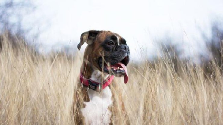 Собака научилась выражать человеческие эмоции (фото: Instagram Tamas Szarka)