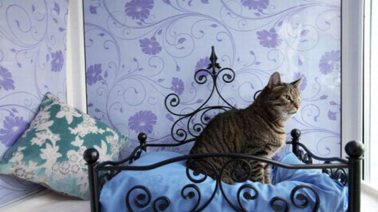 В Украине открылся первый отель для кошек 