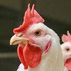 Европа запретила импорт птицы из Украины