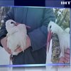 На Черкащині військові від смерті врятували лелек