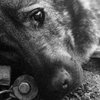 В Киеве массово убивают бездомных собак 