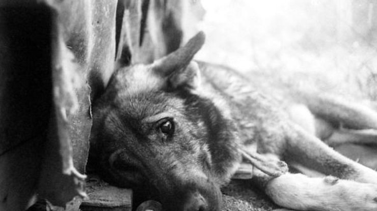 В Киеве массово убивают бездомных собак (фото: teleport2001.ru)