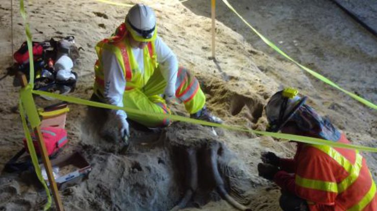 В Лос-Анджелесе во время строительства метро рабочие наткнулись на мамонта 