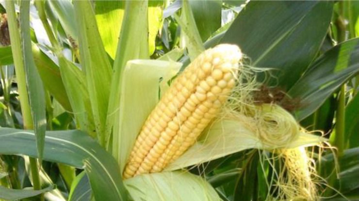 В США ученые услышали голос кукурузы (фото: myslo.ru)