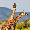 Жирафы оказались на грани вымирания - ученые