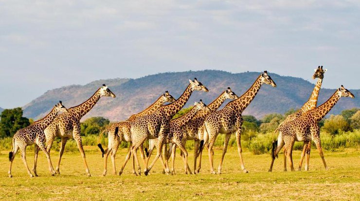 Жирафы оказались на грани вымирания - ученые