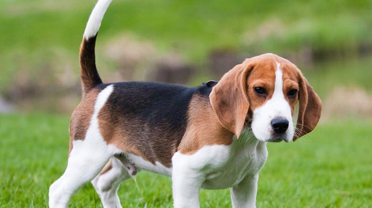Новая программа Microsoft определит породу собаки