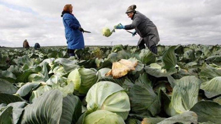 Украина временно запретила импорт салатов и капусты из Испании