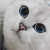В Instagram нашли кота с самыми красивыми глазами в мире