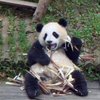 Жадная панда не поделилась бамбуком с малышом (видео)