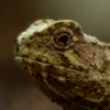 У зоопарку Великобританії народилась рідкісна рептилія