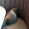 В США морской львенок посетил ресторан
