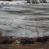В Винницкой области под лед провалилось стадо зубров (фото)