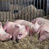 В Житомирской области зафиксировали вспышку африканской чумы свиней