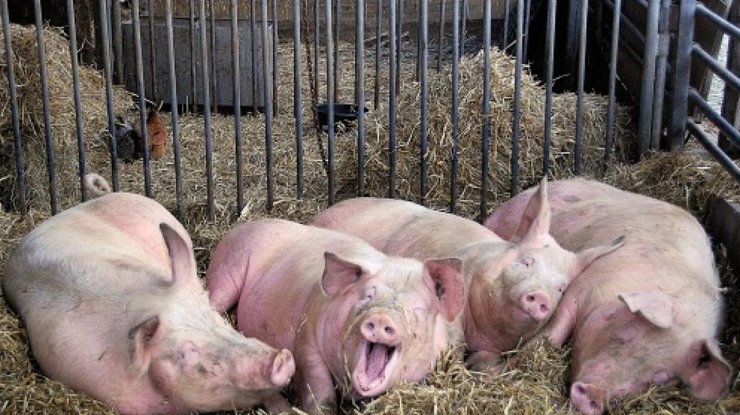 В Житомирской области зафиксирована вспышка африканской чумы свиней