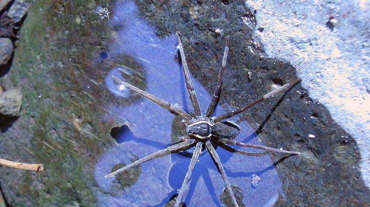 В Австралии открыли новый вид паука без паутины
