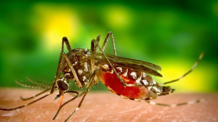 Проверка комаров успешно прошла на Каймановых островах и в Малайзии