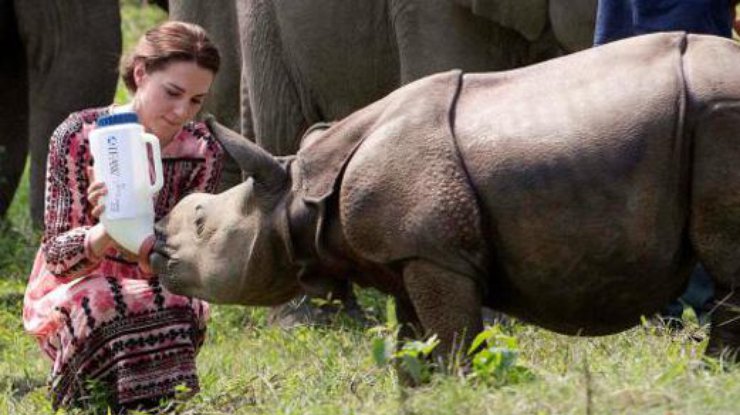 В Индии британские монархи покормили осиротевших носорогов 