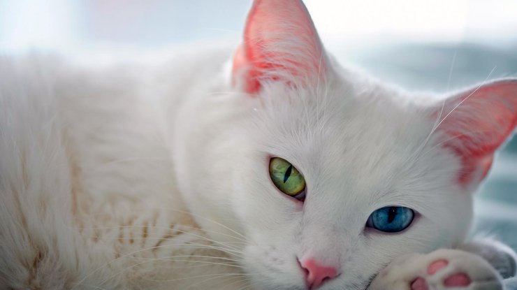 В Интернете выбрали самого красивого кота с разноцветными глазами