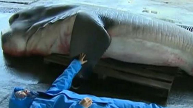 В Японии рыбаки поймали огромную акулу