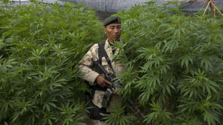 В Мексике легализуют медицинскую марихуану